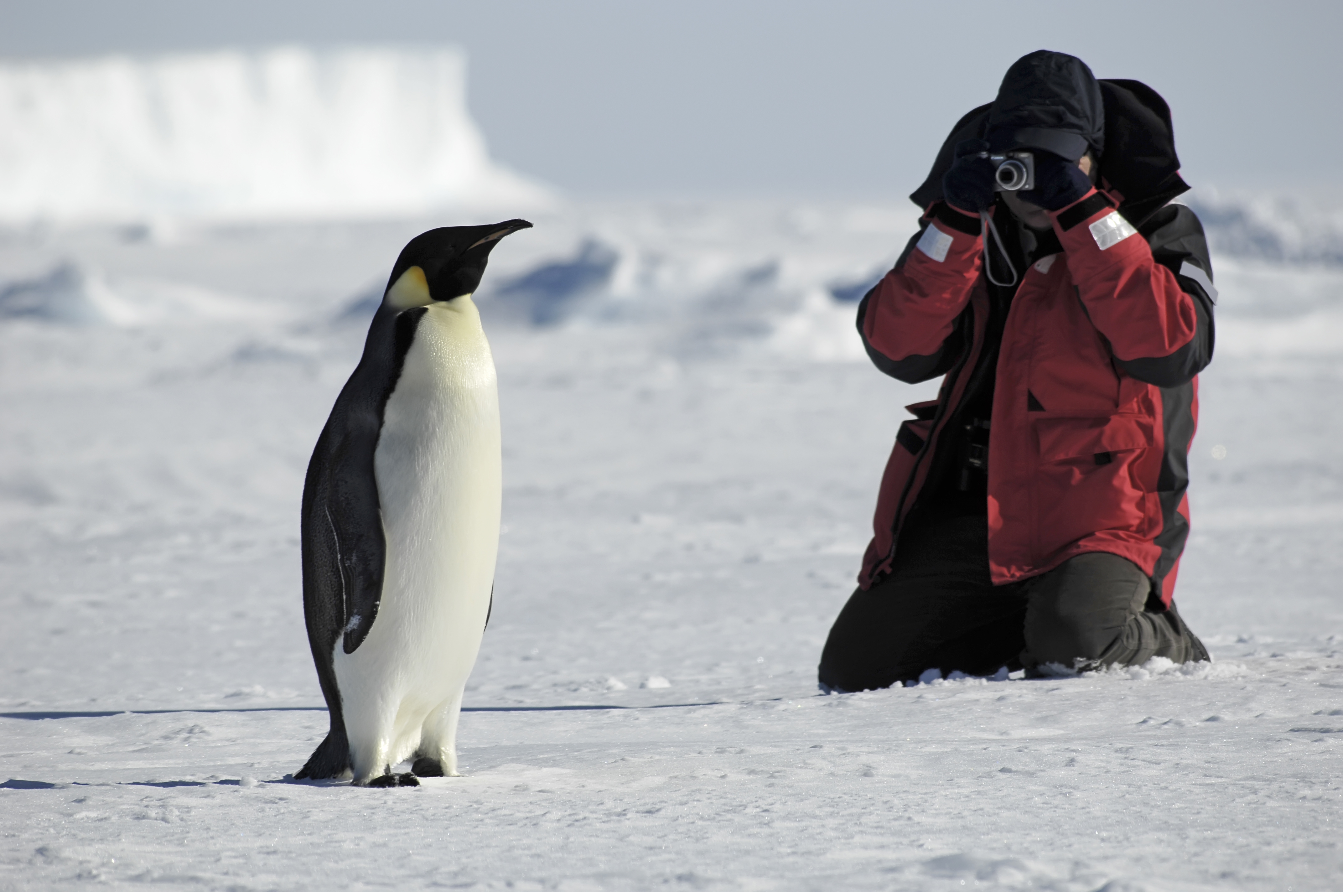 Si certains navigateurs en avaient déjà aperçu une partie avant, ce n'est qu'en 1819 que l'Antarctique fut officiellement découvert, grâce à l'expédition menée par le capitaine William Smith. © Staphy, Adobe Stock